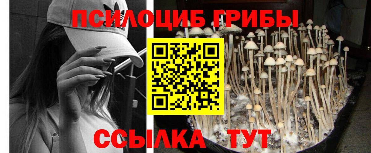 Псилоцибиновые грибы Psilocybe  Вход с VPN  Павловский Посад 